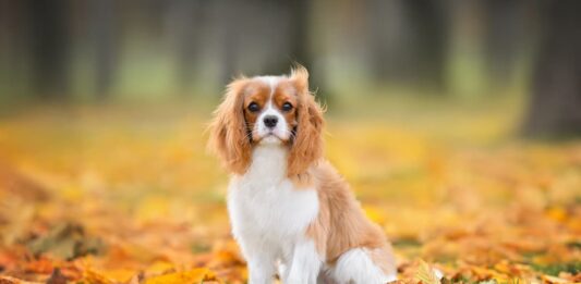 cane-razza-cavalier-king-charles