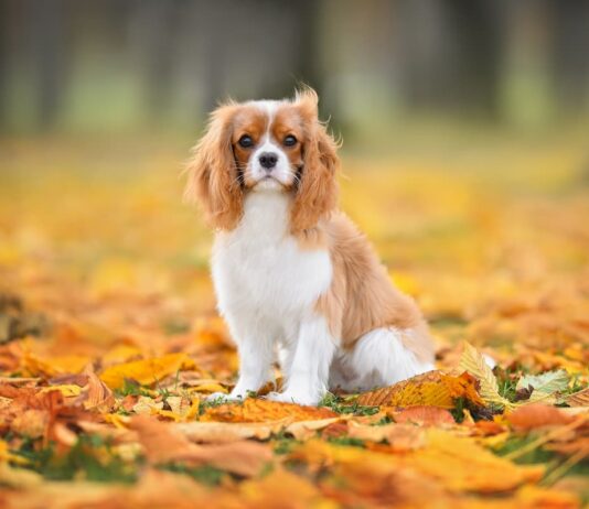 cane-razza-cavalier-king-charles