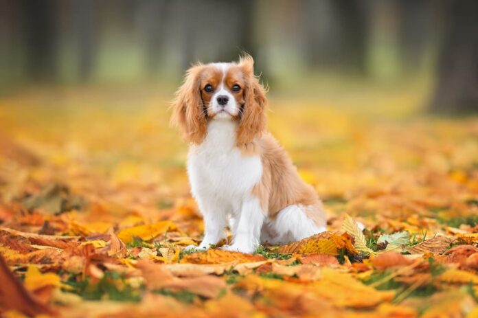 cane-razza-cavalier-king-charles cane-razza-cavalier-king-charles