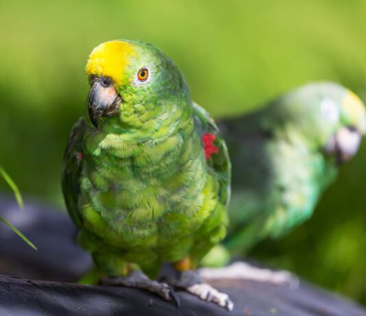 Le anomalie del comportamento dei pappagalli comportamento-dei-pappagalli
