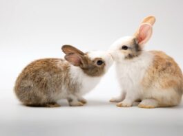 coppia-coniglio-quando-fare-sterilizzazione