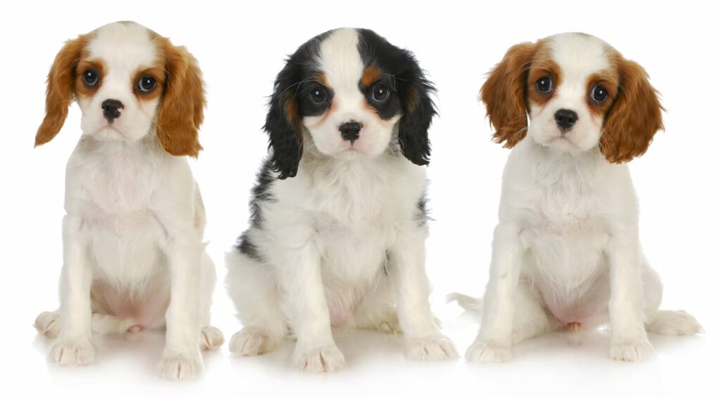 cuccioli-cane-razza-cavalier-king-charles