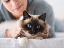 gatto-e-proprietario