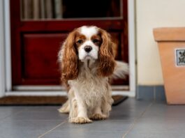 patologie-prostata-cane-anziano-razza-cavalier-king-charles