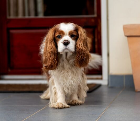 patologie-prostata-cane-anziano-razza-cavalier-king-charles
