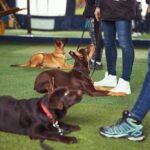 pet-sitter-formazione