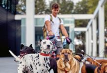 corso pet-sitter-verticale