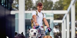 corso pet-sitter-verticale