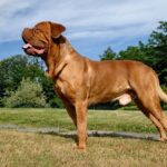 Dogue-de-Bordeaux