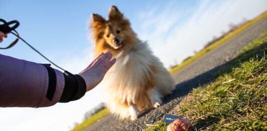 avvelenamento-cane-esche-avvelenate