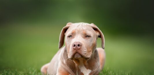 Il Regno Unito vuole vietare i cani American Bully XL cani-American-Bully