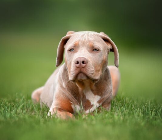 cani-American-Bully