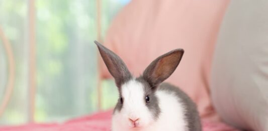coniglio-con-rogna