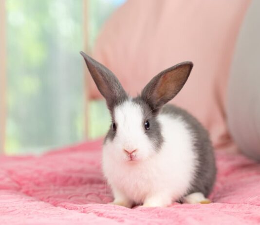 I parassiti del coniglio invisibili a occhio nudo: pidocchi e rogna coniglio-con-rogna