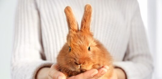 coniglio-in-mano-per-controllo-pulci