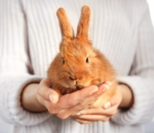 coniglio-in-mano-per-controllo-pulci