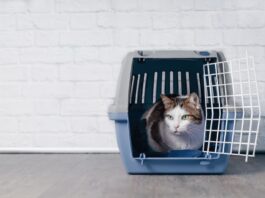 gatto-nel-trasportino