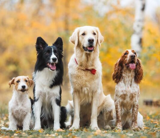 gruppo-di-cani-pedigree-cane
