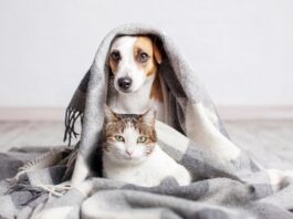 rapporto-Eurispes-animali-in-casa