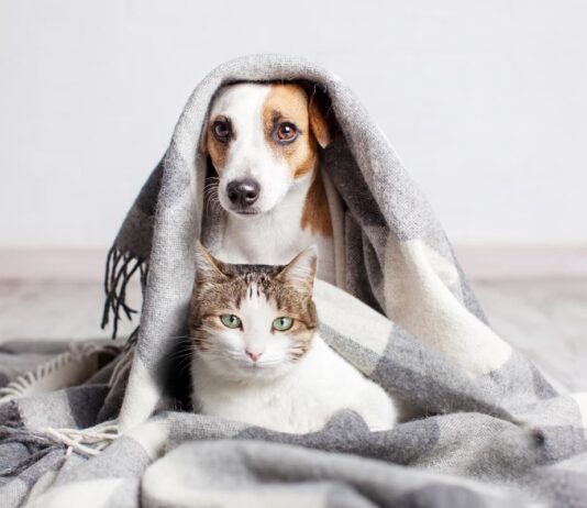 Rapporto Eurispes: meno animali nelle case italiane rapporto-Eurispes-animali-in-casa