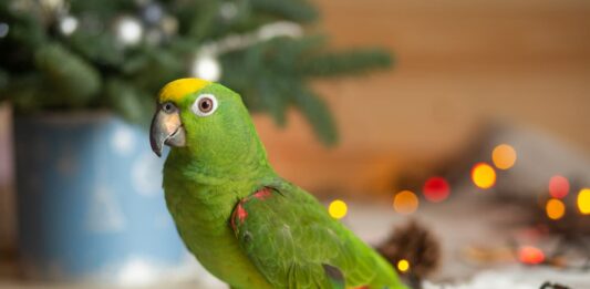 Natale-e-uccelli-domestici