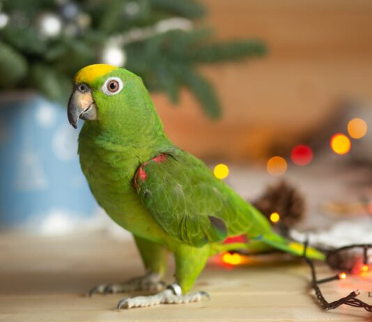 Le feste di Natale e gli uccelli domestici Natale-e-uccelli-domestici