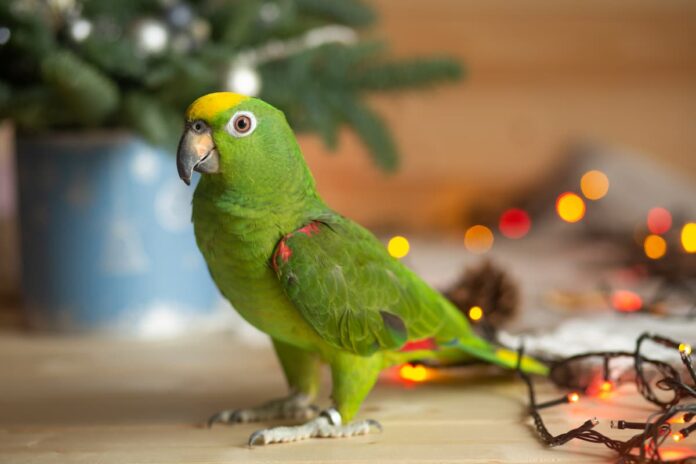 Natale-e-uccelli-domestici Natale-e-uccelli-domestici