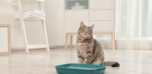 gatto-davanti-a-lettiera