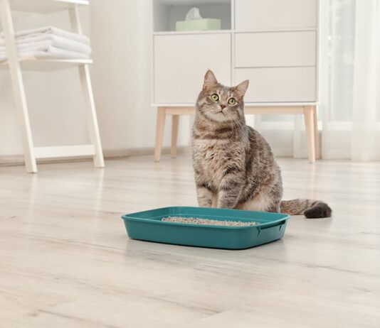 gatto-davanti-a-lettiera