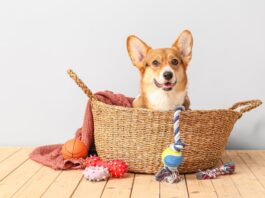 Giochi per cani: quali scegliere e quali invece evitare giochi-per-cani