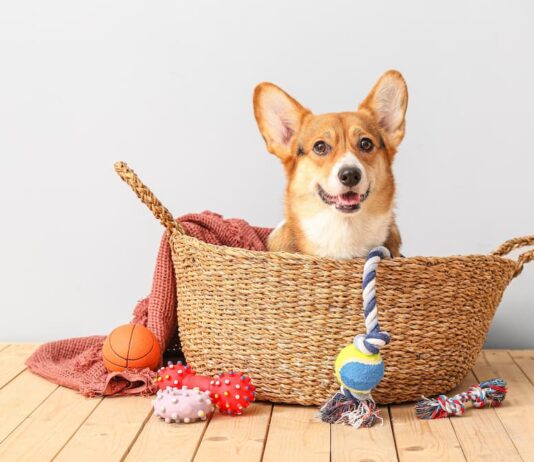 giochi-per-cani