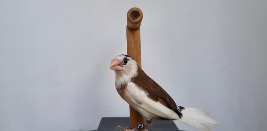 passero-del-giappone