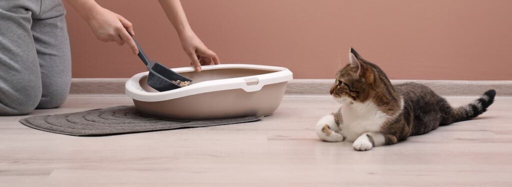 persona-che-pulisce-la-lettiera-del-gatto