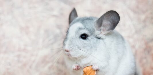 alimentazione-del-cincillà