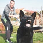 cane-aggressivo-tenuto-al-guinzaglio