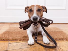 cane-libero-con-guinzaglio-in-bocca