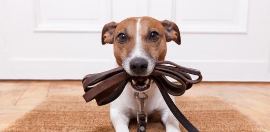 cane-libero-con-guinzaglio-in-bocca