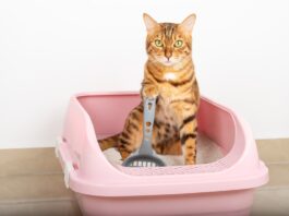 cassetta-igienica-gatto