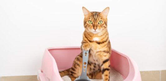 cassetta-igienica-gatto