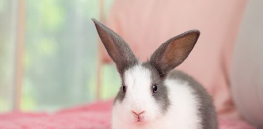 L’appendicite nel coniglio: un problema intestinale doloroso coniglio-con-problema-intestinale