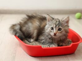 gatto-su-lettiera-che-non-fa-la-cacca