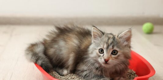 Gli alimenti per aiutare il gatto che non fa la cacca gatto-su-lettiera-che-non-fa-la-cacca