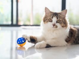 giochi-per-gatti