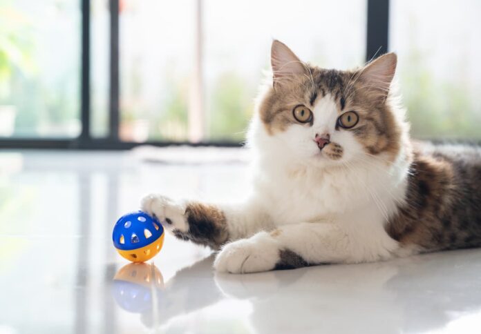giochi-per-gatti giochi-per-gatti
