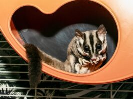 petauro-dello-zucchero-cuore