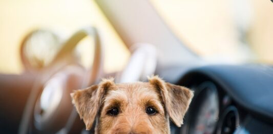 cane-in-auto