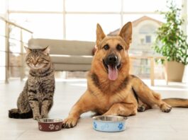 Carboidrati: alleati insospettabili nella ciotola di cane e gatto cane-e-gatto-con-ciotole-vuote-di-carboidrati