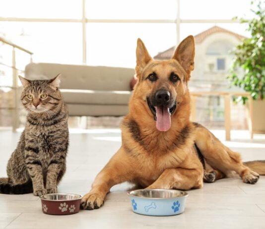 Carboidrati: alleati insospettabili nella ciotola di cane e gatto cane-e-gatto-con-ciotole-vuote-di-carboidrati