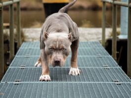 L’aggressione di un cane può dipendere dalla razza? cane-pronto-per-aggressione