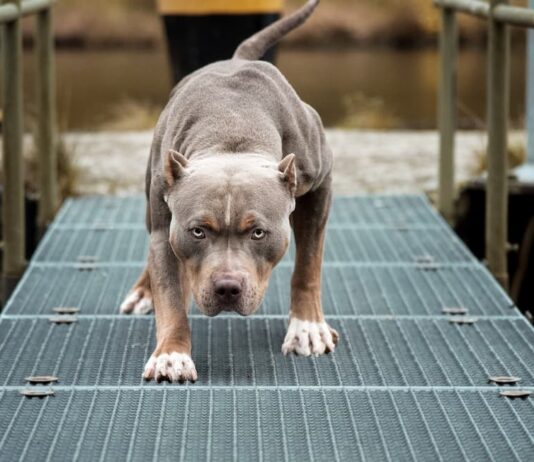 cane-pronto-per-aggressione